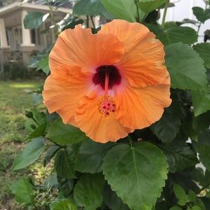 Meet your Posher, Jonelle